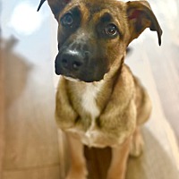 adopt a pet