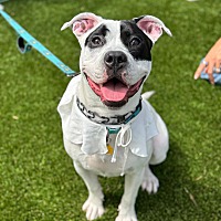 adopt a pet