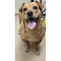 adopt-pet
