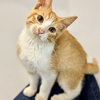 adopt a pet