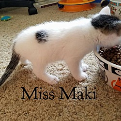 Thumbnail photo of Miss Maki #3