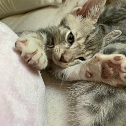 bonded pet photo