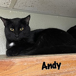 Photo of ANDY