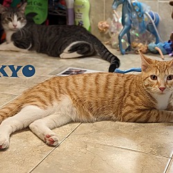 Thumbnail photo of Kyo #3
