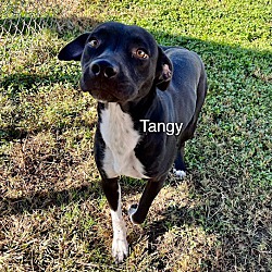 Thumbnail photo of Tangy #2