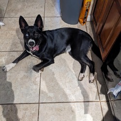 Photo of Oreo