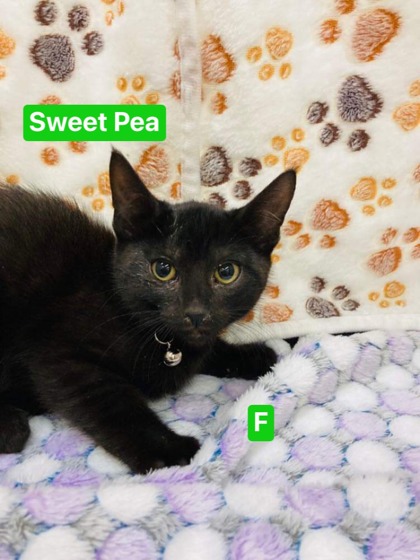 Thumbnail photo of Sweet Pea #3