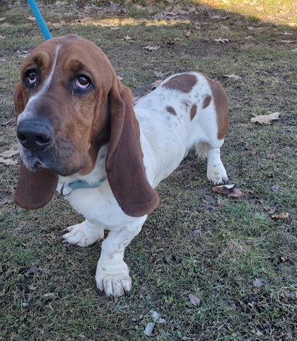 Hudson, NY - Basset Hound. Meet Frosty a Pet for Adoption - AdoptaPet.com