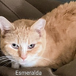 Thumbnail photo of Esmerelda #3