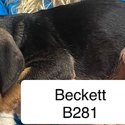 Thumbnail photo of Beckett B281 #2