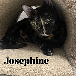 Thumbnail photo of Josephine #2