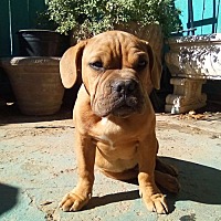 adopt a pet