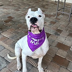 bonded pet photo