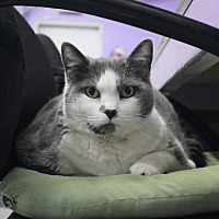 adopt a pet