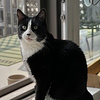 adopt a pet