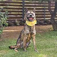 adopt-pet