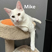 adopt-pet
