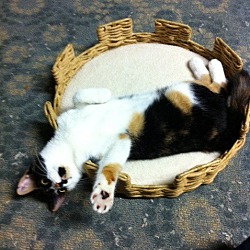 Thumbnail photo of Amber- single cat home #3