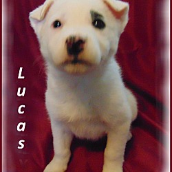 Thumbnail photo of Lucas-Adoption Pending #1