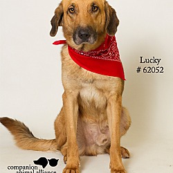 Thumbnail photo of Lucky (Foster) #1