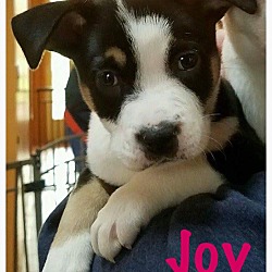 Thumbnail photo of Joy #2