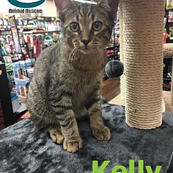 Thumbnail photo of Kelly - Adopted - Dec 2017 #1