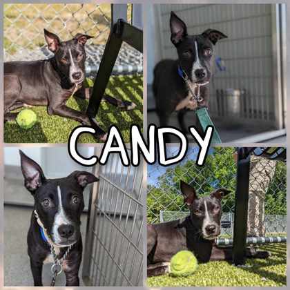 Photo of Candy