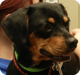 Des Moines, IA - Miniature Pinscher. Meet Ginny a Pet for ...