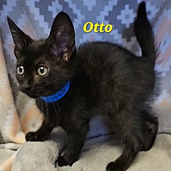 Thumbnail photo of Otto #1