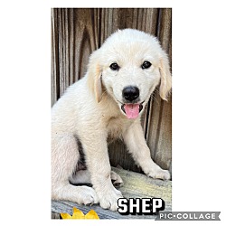 Photo of Shep