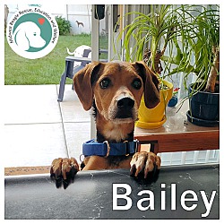 Thumbnail photo of BAILEY #1