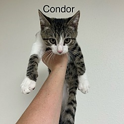 Thumbnail photo of Condor #4