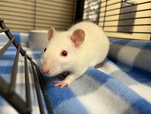 Virginia Beach, VA - Rat. Meet 2412-1180 Zoolander a Pet for Adoption ...