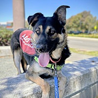 adopt a pet