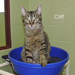 Thumbnail photo of Cliff #1