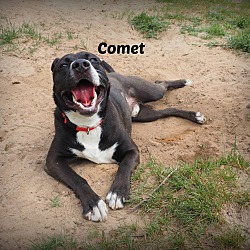 Photo of Comet