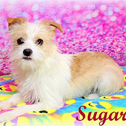 Thumbnail photo of Sugar~adopted! #3