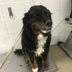 Bernese Mountain Dog Puppies For Sale In Texas Adoptapet Com