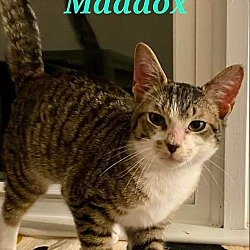 Photo of Maddox