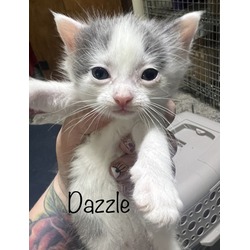 Photo of Dazzle
