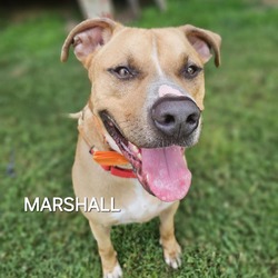 Thumbnail photo of Marshall #3