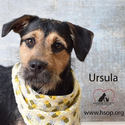 Thumbnail photo of Ursula #4