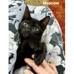 Thumbnail photo of Moscow #1