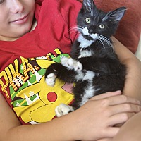 adopt a pet
