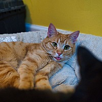 adopt a pet