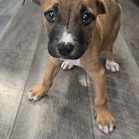 adopt a pet