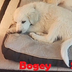 Thumbnail photo of Bogey  *Adopted #1