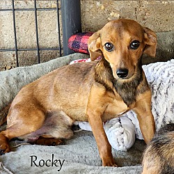 Photo of Rocky~7 lbs~