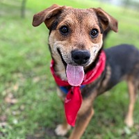 adopt a pet