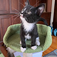 adopt a pet